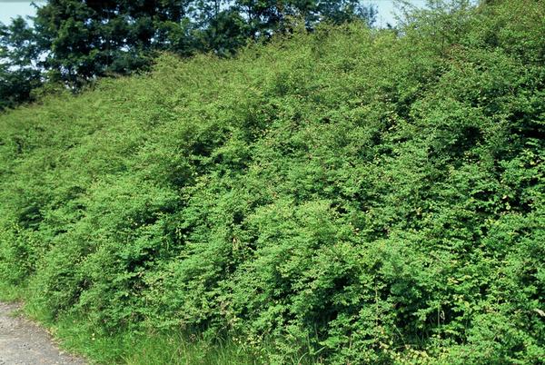 Symphoricarpos ch. 'Hancock' - ↕10-25cm - Ø9cm - 60x