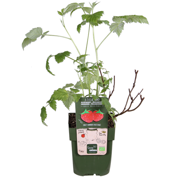 Rubus idaeus 'Malling Promise' - Framboise - Ø13cm - ↕45cm