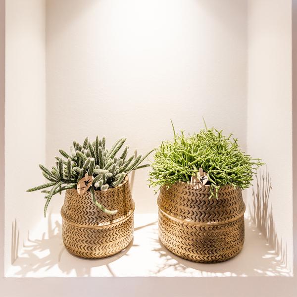 Kolibri Greens | Succulenten set van 2 planten in gouden groove sierpotten - keramiek potmaat Ø9cm