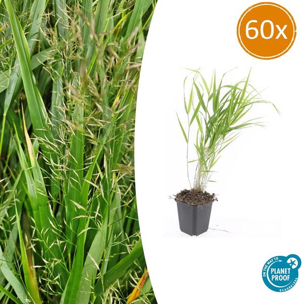 Hakonechloa macra - ↕10-25cm - Ø9cm - 60x