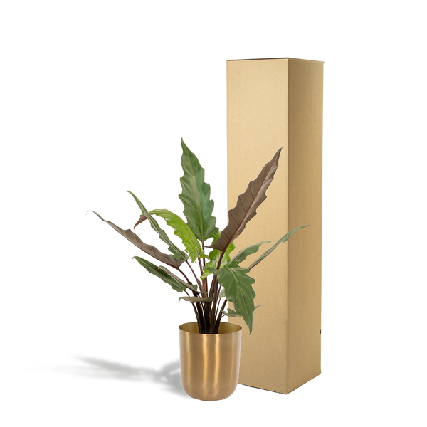 Alocasia Lauterbachiana - Ø19cm - ↕80cm + Pot Mayk Or