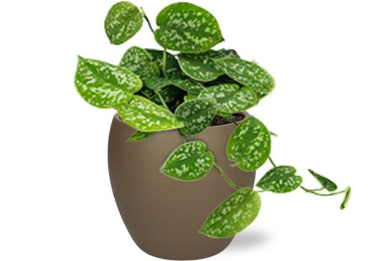 Scindapsus Pictus - Ø12cm - ↕15cm + Bowl Pot D13/14.5x13cm - Bruin