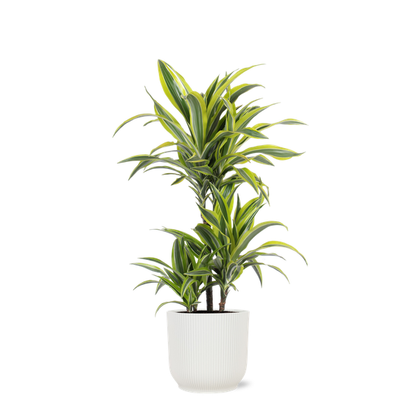 Dracaena Lemon Lime Ø21cm - ↕65cm