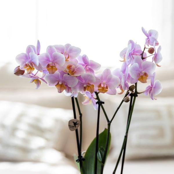 Compagnie des Colibris | Coffret cadeau Romantique| Ensemble de plantes avec orchidées Phalaenopsis roses et plantes succulentes, avec pots décoratifs en céramique.