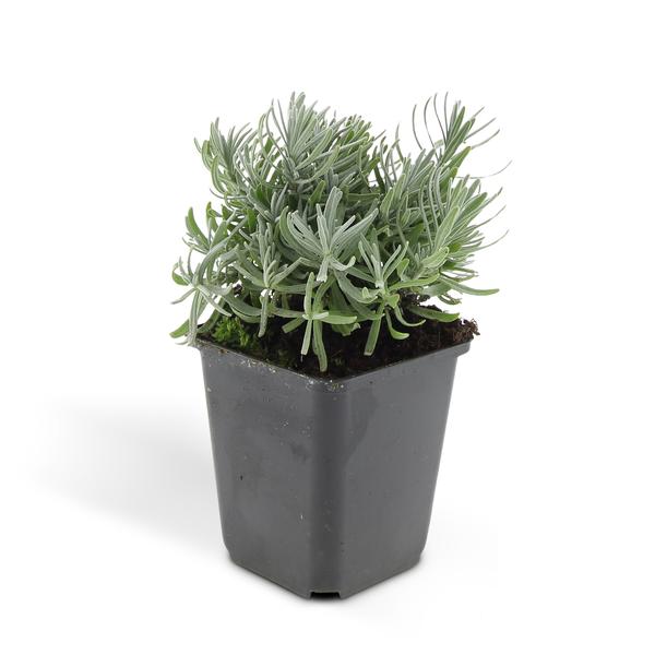 Lavandula 'Hidcote' - ↕10-25cm - Ø9cm - 6x