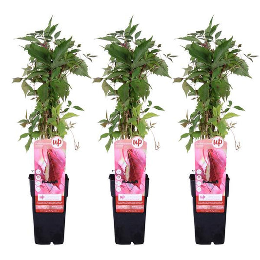 3x - Parthénocisse q. var. 'Engelmannii' - ↨65cm - Ø15