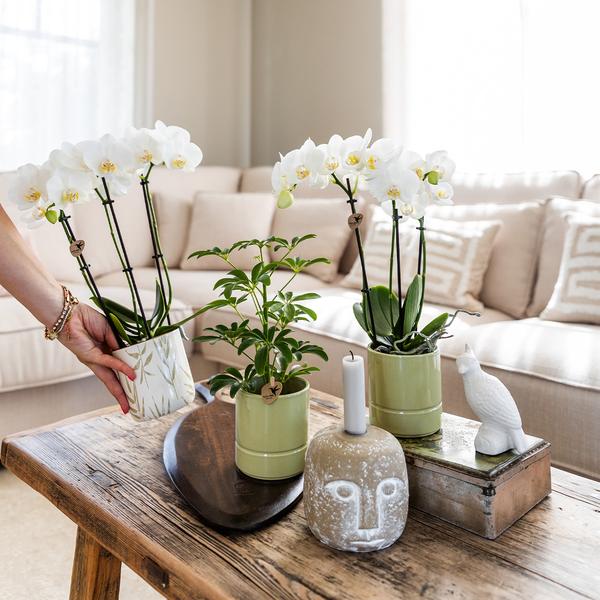 Kolibri Home | Leaf pot green - Ø9cm