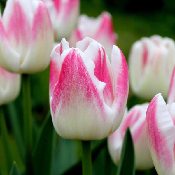 Flowerbulbs Amsterdam - Mélange de tulipes hollandaises - Boîte de luxe grande, 90 bulbes de fleurs pour 2,5 m2 de splendeur florale - Taille 12+