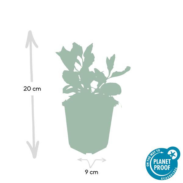 Aster ageratoides 'Asran' - ↕10-25cm - Ø9cm - 6x