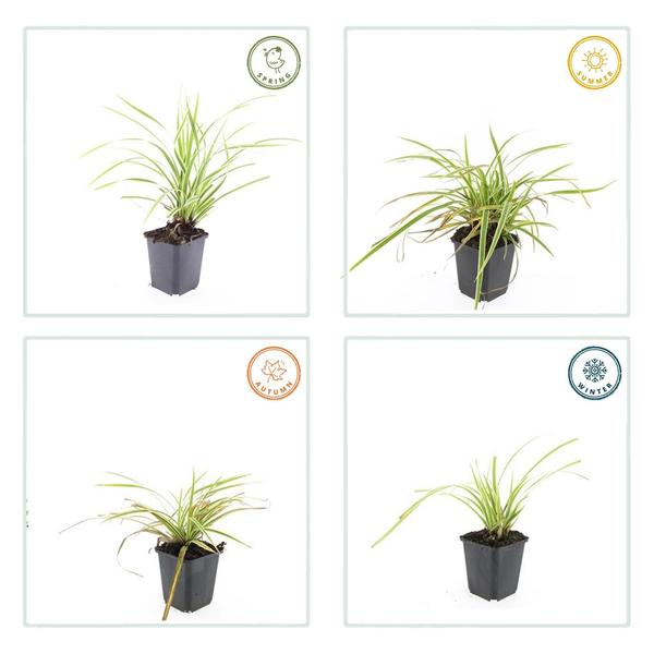 Carex morrowii 'Aureovariegata' - ↕10-25cm - Ø9cm - 60x