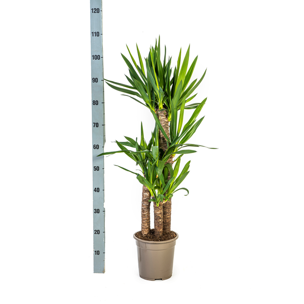 Yucca Éléphantipes Ø21cm - ↕100cm
