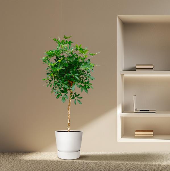 Schefflera op stam - 180cm - ø35