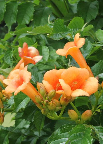2x - Campsis 'Été Indien' - ↨65cm - Ø15