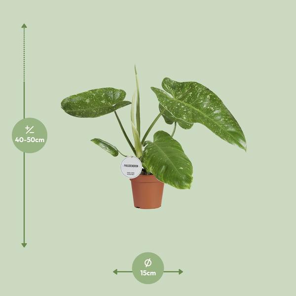 Philodendron José Buono - Ø15cm - ↕45cm