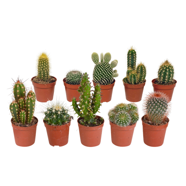 Cactus mix 5.5 cm - 10x - zonder pot