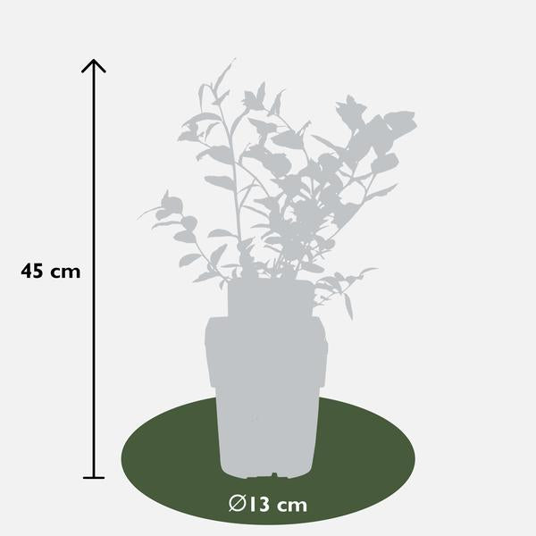 Vaccinium corymbosum 'Reka' - Blauwe bes - Ø13cm - ↕45cm