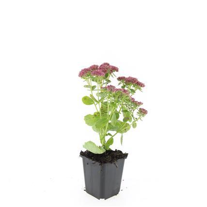Sedum 'Herbstfreude' - ↕10-25cm - Ø9cm - 60x