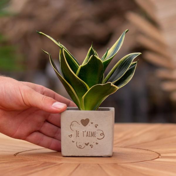 Congreetz® plantpots + Sansevieria | Je t'aime