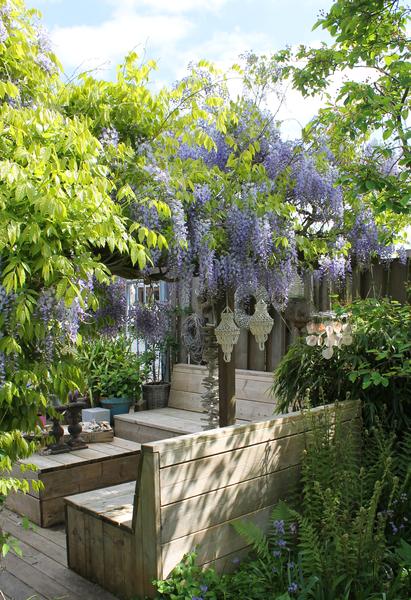 2x Glycine sinensis 'Caroline' - ↨65cm - Ø15