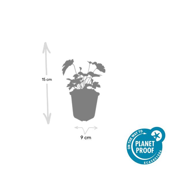 Anemone tom. 'Robustissima' - ↕10-25cm - Ø9cm - 60x