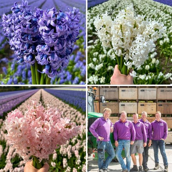 Flowerbulbs Amsterdam - Hyacinth Show Off - 30 bulbes à fleurs pour 1 m2 de splendeur florale - Taille 14/15