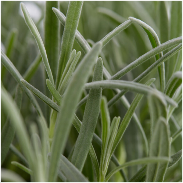 Lot de 6 Lavande angustifolia - 6 x Ø7 cm - ↕15 cm