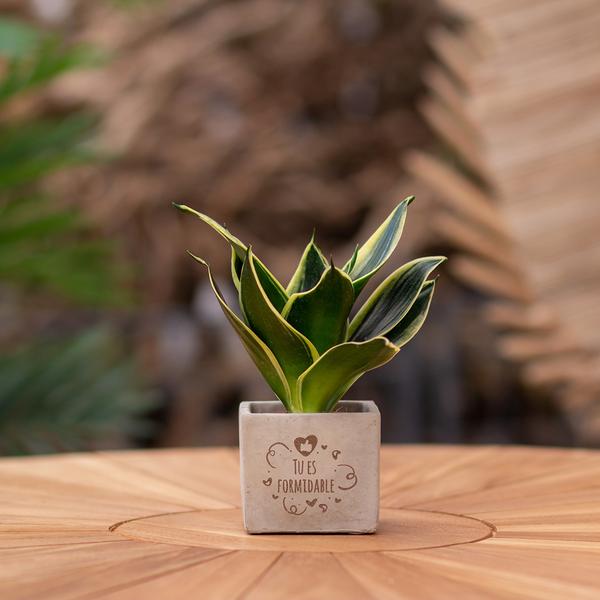 Congreetz® plantpots + Sansevieria | Tu es formidable