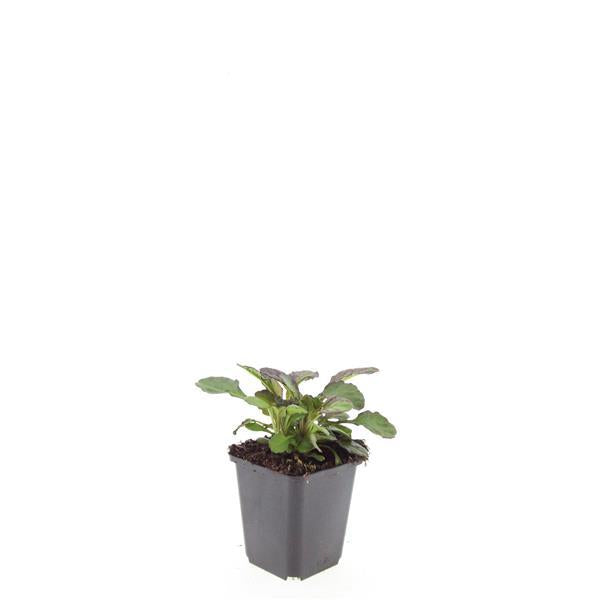 Ajuga reptans 'Catlin's Giant' - ↕10-25cm - Ø9cm - 60x