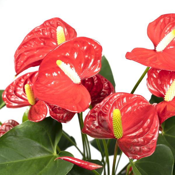 Anthurium Rouge - Ø17cm - ↕55cm