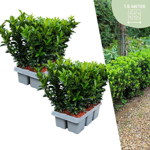 12 Euonymus 'Tour Verte' - 12 x Ø 7 cm - ↨ 15 cm