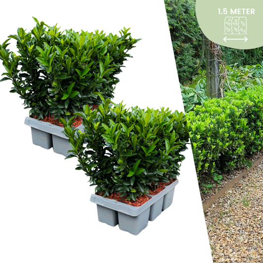 12 Euonymus 'Tour Verte' - 12 x Ø 7 cm - ↨ 15 cm