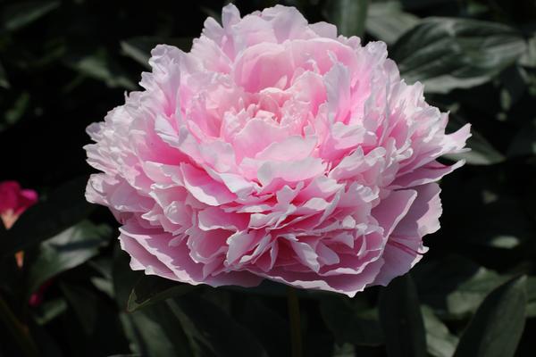 Paeonia ‘Sarah Bernhardt’ - 4x