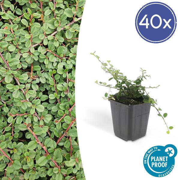 Cotoneaster pr. 'Queen of Carpets' - ↕10-25cm - Ø9cm - 40x