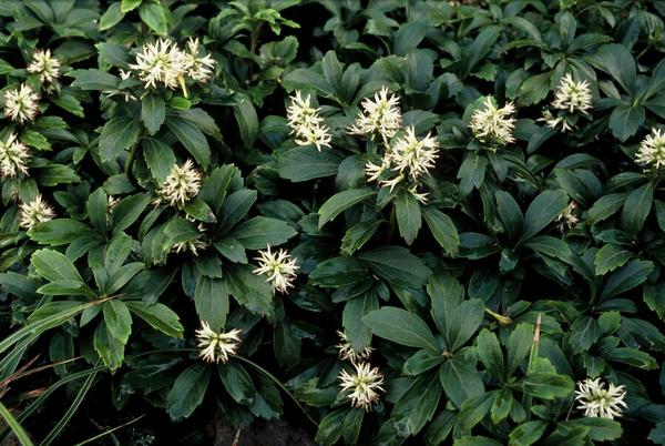 Pachysandra term. 'Green Sheen' - ↕10-25cm - Ø9cm - 60x