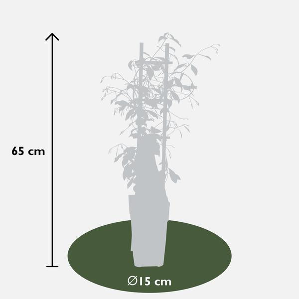 2x - Trachelospermum 'Étoile de Venise' - ↨65cm - Ø15