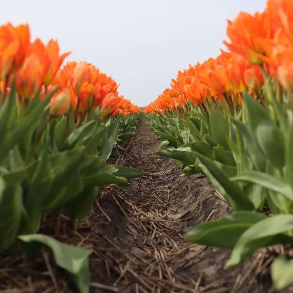 Bulbes à fleurs Amsterdam - Orange Empereur - 15 bulbes à fleurs - Taille 12+