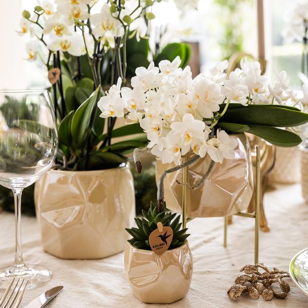 Compagnie des Colibris | Ensemble de plantes + pots décoratifs pour décoration de table dîner - taille pot Ø9cm & Ø6cm | plantes d'intérieur à fleurs - fraîchement sorties du producteur
