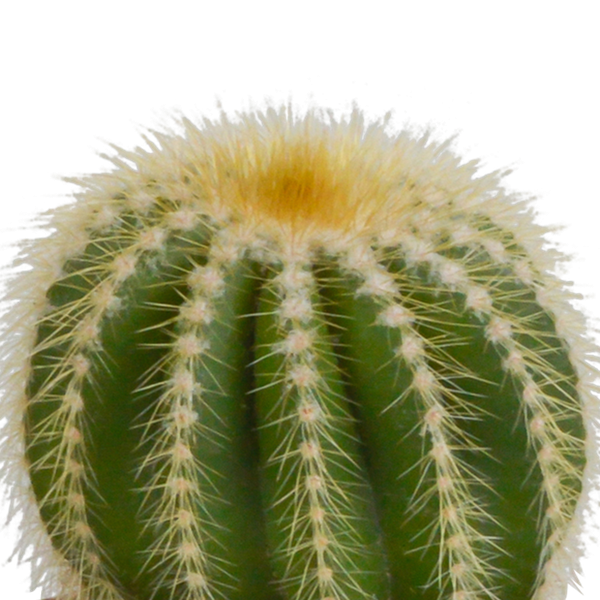 Cactus mix 8.5 cm - 3x - in witte pot