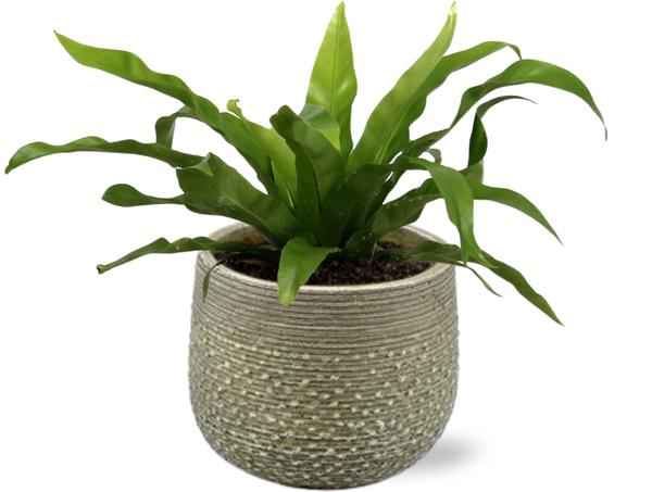 Asplenium Antiquum - Ø12cm - ↕25cm + Noale Pot D14,5x12cm - Groen