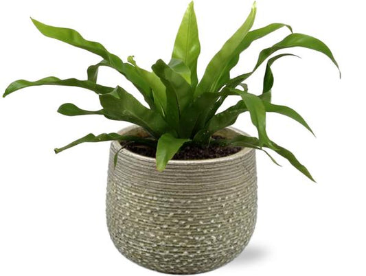 Asplenium Antiquum - Ø12cm - ↕25cm + Noale Pot D14,5x12cm - Groen