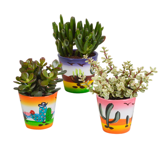 Mélange Crassula 8,5 cm - 3x - en pot mexicain