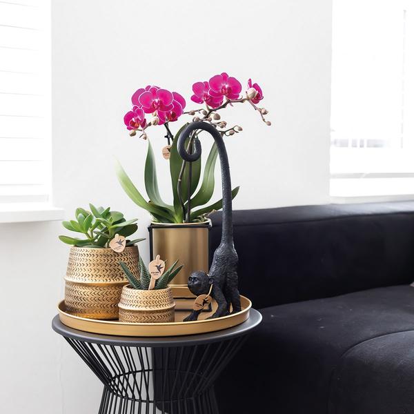 Orchidées colibris | Orchidée phalaenopsis violette - Morelia + Groove pot décoratif doré - taille du pot Ø9cm - 35cm haut | plante d'intérieur à fleurs - fraîchement sortie du producteur