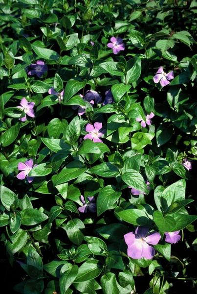 Vinca major - ↕10-25cm - Ø9cm - 60x