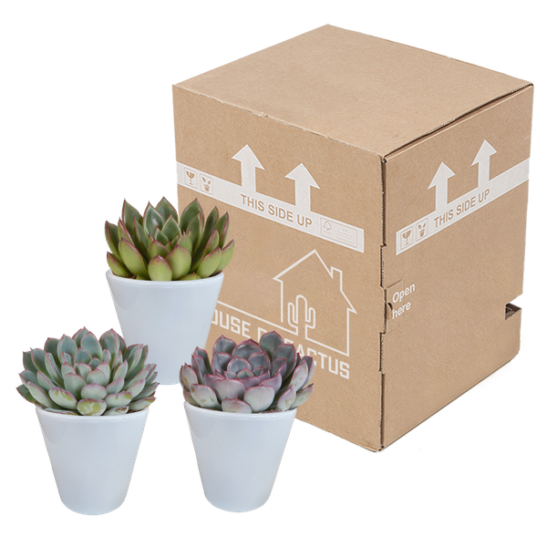 Echeveria mix 8.5 cm - 3x - in witte pot