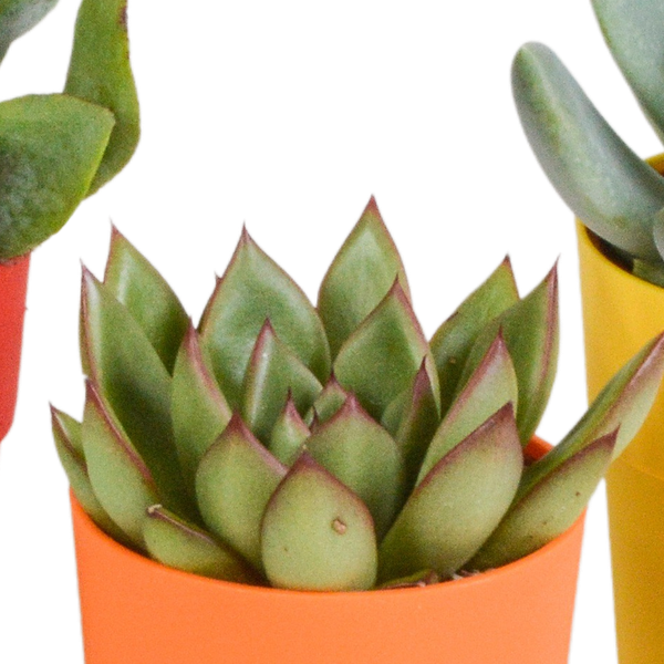 Vetplanten mix 5.5 cm - 5x - in gekleurde plasticpot