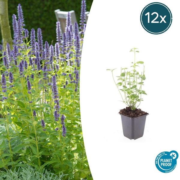 Agastache 'Vipère Noire' - ↕10-25cm - Ø9cm - 12x