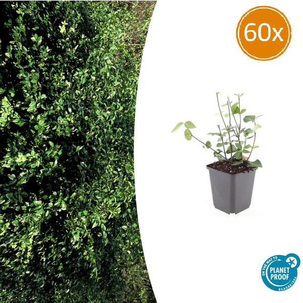 Euonymus fort. 'Coloratus' - ↕10-25cm - Ø9cm - 60x