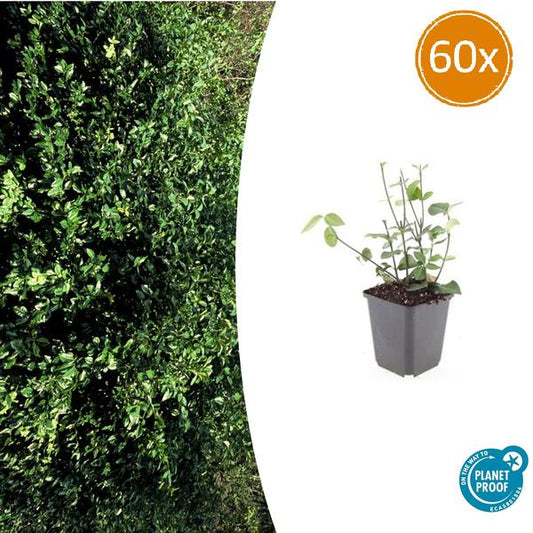 Euonymus fort. 'Coloratus' - ↕10-25cm - Ø9cm - 60x