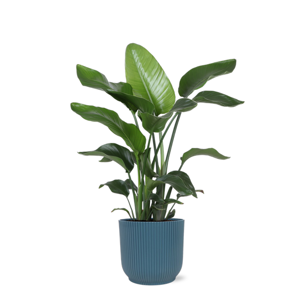 Strelitzia Nicolai - Ø21cm - ↕80cm en pot Vibes bleu