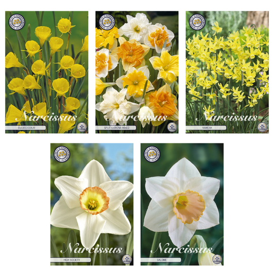 Narcisse - Mélange de bulbes à fleurs (2) - 5 variétés - 35 bulbes